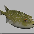 Yellowish White Spotted Pufferfish with Orange Eyes Open Mouth and Fins