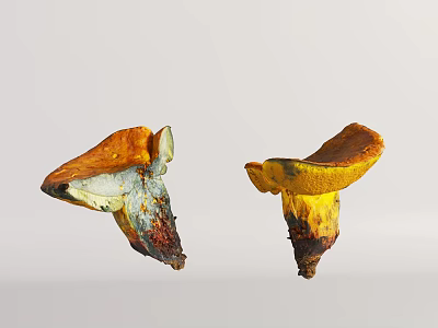 Vibrant Wild Mushrooms With Orange Yellow Caps And Blue Brown Stems 3d model