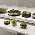 Elegant Display of Moss Filled Bowls on White Marble Countertop