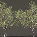 Two Tall Leafy Trees With Green Foliage And A Person On Gray Background