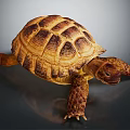 Realistic Tortoise With Brown Yellow Shell And Detailed Textured Skin On Dark Background