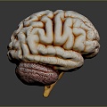 head structure brain human brain head planer face human head planer face human brain planer face head structure brain structure 3d model