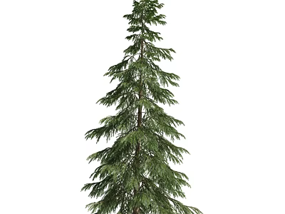 Tall Evergreen Pine Tree With Lush Green Needles And Straight Trunk 3d model