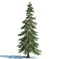 Tall Evergreen Pine Tree With Lush Green Needles And Straight Trunk