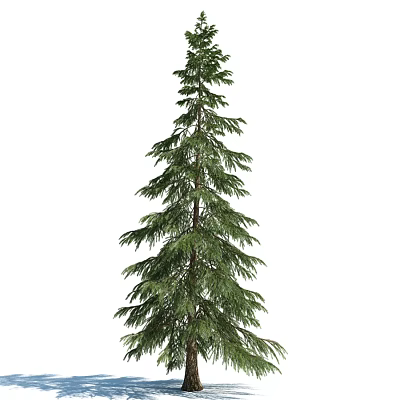 modern spruce 3d model modern spruce 3d model