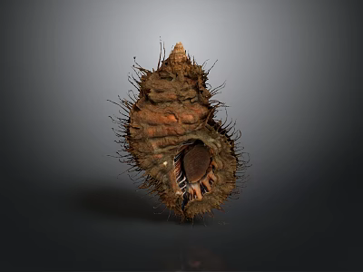 Aquatic Animal Conch With Spiky Brown Shell And Textured Natural Surface 3d model