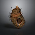 Aquatic Animal Conch With Spiky Brown Shell And Textured Natural Surface