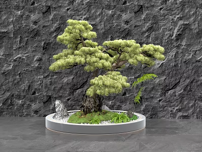 Bonsai Pine Tree Garden Ornament With Round Base Small Stones Green Plants And Rock Background 3d model