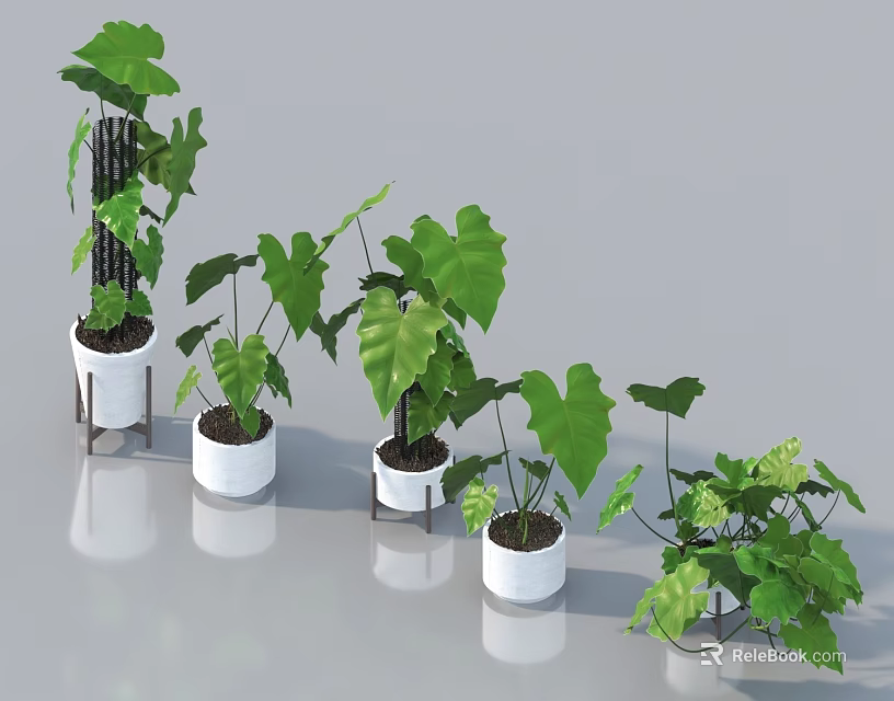 Various Bonsai Potted Plants With Lush Green Leaves In White Pots For Indoor Use 3d model 