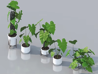 Various Bonsai Potted Plants With Lush Green Leaves In White Pots For Indoor Use 3d model