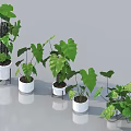 Various Bonsai Potted Plants With Lush Green Leaves In White Pots For Indoor Use