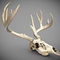 Detailed White Deer Skull With Large Antlers On Gray Background