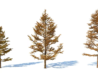 Arbor Trees With Autumn Foliage And Shadow Details On White Background 3d model