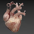 Human Heart Anatomical Structure With Blood Vessels 3D Model Detailed View
