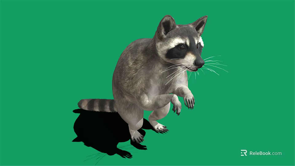 Standing Raccoon With Striped Tail On Green Background Showing Shadow 3d model 