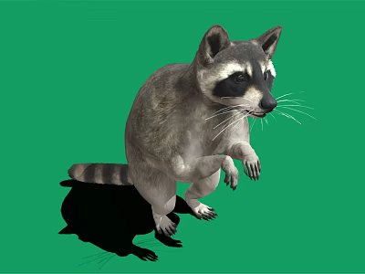 Standing Raccoon With Striped Tail On Green Background Showing Shadow 3d model