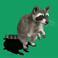Standing Raccoon With Striped Tail On Green Background Showing Shadow 3d model