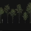 Arbor Trees Of Different Sizes With Green Leaves And Human Figure For Scale