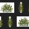 Climbing Vines With Yellow Flowers Decorating White Pillar Displayed From Various Angles
