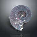 Vibrant Spiral Fossil With Purple Blue Pink Hues On Dark Background