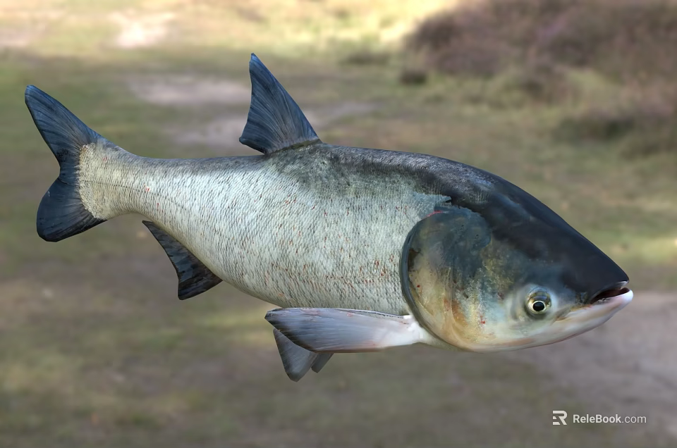 Silver Gray Aquatic Fish With Blue Black Fins Large Head And Prominent Eyes 3d model 