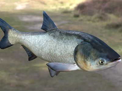 Silver Gray Aquatic Fish With Blue Black Fins Large Head And Prominent Eyes 3d model