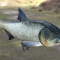 Silver Gray Aquatic Fish With Blue Black Fins Large Head And Prominent Eyes