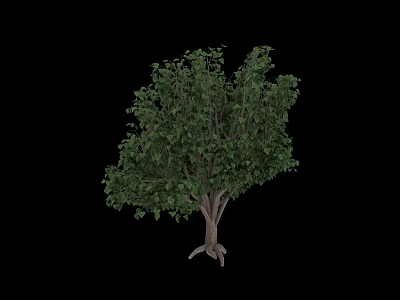 Lush Green Tree With Dense Foliage And Healthy Trunk In Isolated Black Background 3d model