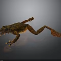 Orange and Brown Patterned Frog Stretched Out on Dark Background with Detailed Skin Texture