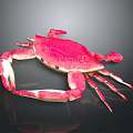 Vibrant Pink Crab with Distinctive Claws and Legs on Glossy Black Background