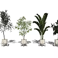 Various Types of Bonsai Potted Plants in White Ceramic Pots for Indoor Decor