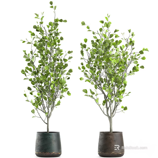 Indoor Bonsai Potted Plants With Green Leaves For Home Decor 3d model 