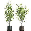 Indoor Bonsai Potted Plants With Green Leaves For Home Decor