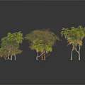 Various Types of Trees with Green Leaves and Leafless Branches on White Background