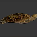 Sea Turtle with Brown Orange Patterned Shell Resting on Dark Background