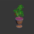 Leafy Green Plant In Terracotta Pot With Pedestal Base On Dark Background
