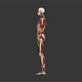 Detailed 3D Human Limbs Anatomical Model Displaying Skeleton And Muscle Structure