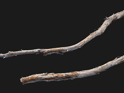Natural Stone Wood Branches With Dried Rough Texture And Grayish Brown Color 3d model