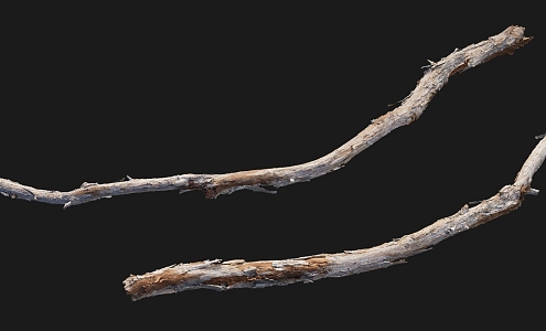 Branch 3d model