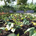 Sunlit Vibrant Garden Landscape With Ripe Red Tomatoes Yellow Pumpkins And Green Leaves
