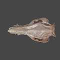 Animal Skull Fossil Skeleton With Prehistoric Bone Structure And Anatomical Features 3d model