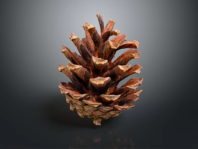 Natural Detailed Pinecone With Brown Textured Scales Isolated On Dark Background With Reflection 3d model