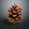 Natural Detailed Pinecone With Brown Textured Scales Isolated On Dark Background With Reflection