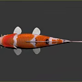 Vibrant Koi Fish With Red White Patterns And Black Spots On Dark Surface With Reflection 3d model