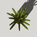Indoor Potted Plant With Green Long Leaves In White Cylindrical Pot