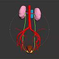 Anatomical 3D Model of Human Kidneys With Blood Vessels and Adrenal Gland