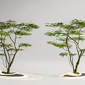 Modern landscape tree maple claw maple courtyard modeling tree red maple pool 3d model