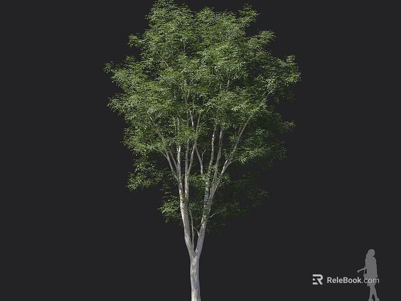 Tall Arbor Tree With Green Leaves And White Trunk On Black Background With Human Silhouette 3d model 