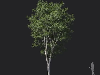Tall Arbor Tree With Green Leaves And White Trunk On Black Background With Human Silhouette 3d model