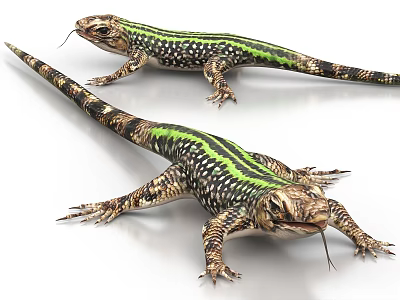 Two Colorful Reptile Lizards With Green Stripes Black Spots And Brown Bodies On White Background 3d model